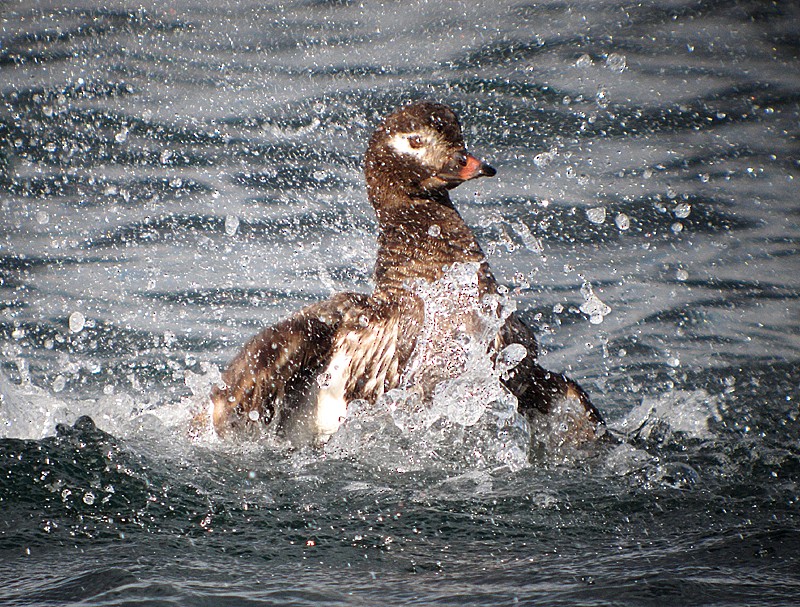 Long-tailed Duck - ML204799951