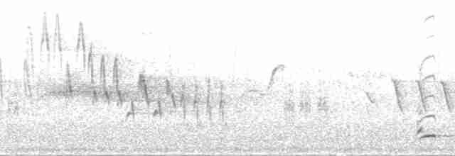 gulbrystparula (auricollis) - ML204800