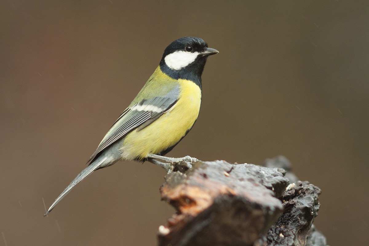Great Tit (Great) - Michal Jurica