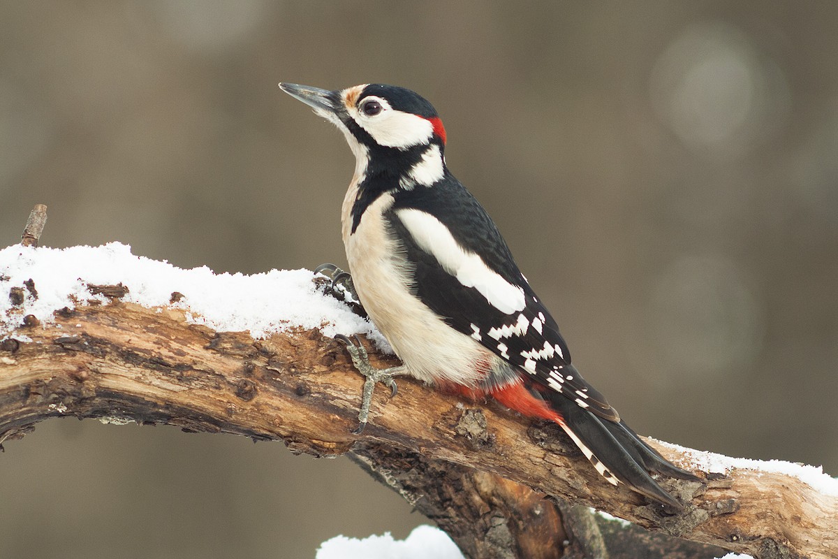 Great Spotted Woodpecker (Great Spotted) - Michal Jurica