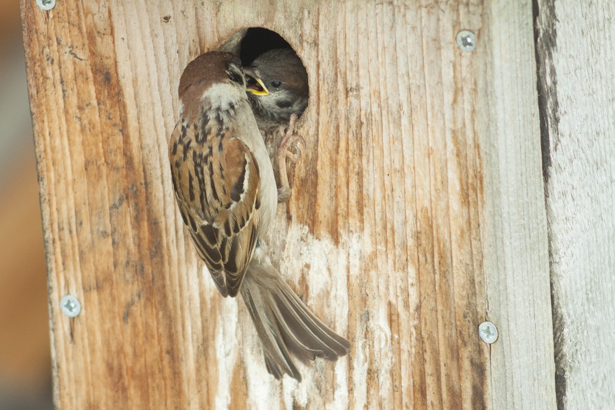 Eurasian Tree Sparrow - ML204800711