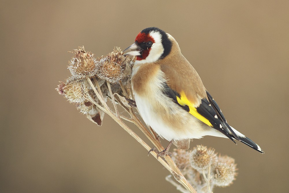 European Goldfinch (European) - Michal Jurica