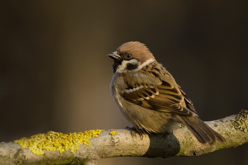 Eurasian Tree Sparrow - Michal Jurica