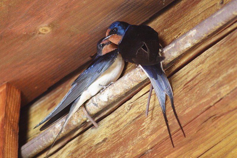 Barn Swallow (White-bellied) - ML204800871