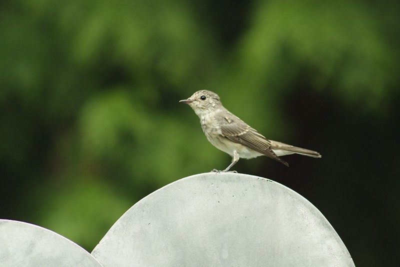 Spotted Flycatcher (Spotted) - ML204800951