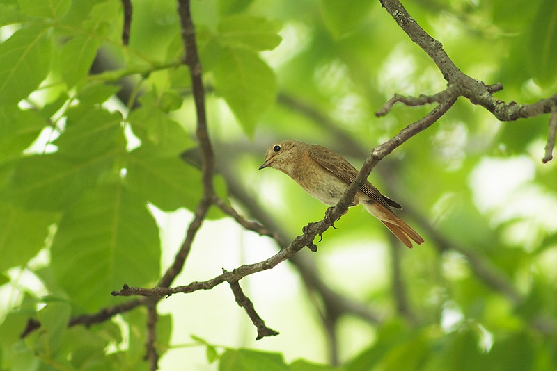 Common Redstart (Common) - Michal Jurica