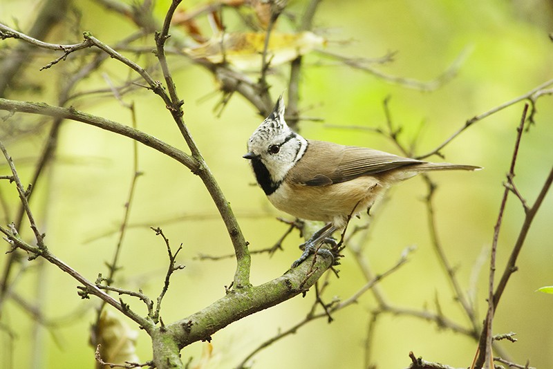 Crested Tit - ML204801021