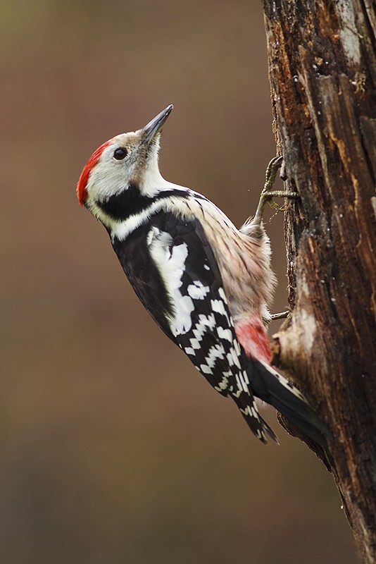 Middle Spotted Woodpecker - Michal Jurica