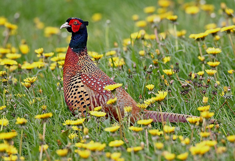 Ring-necked Pheasant - Peter Vercruijsse
