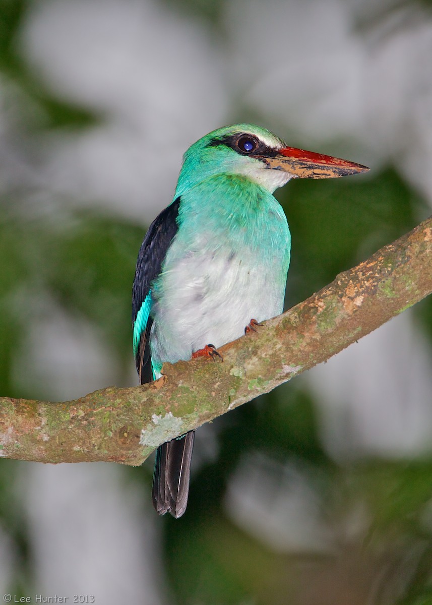 Blue-breasted Kingfisher - ML204801181