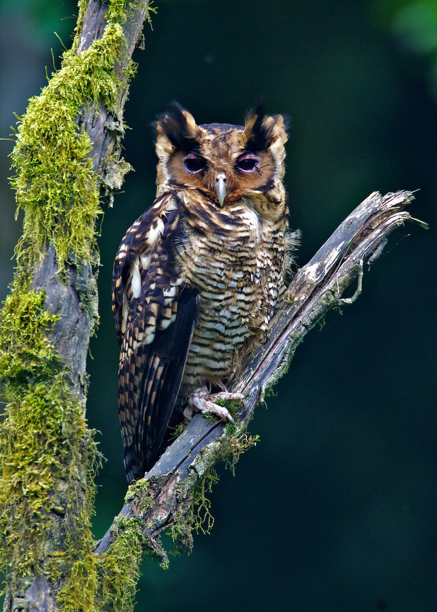 Fraser's Eagle-Owl (Western) - Lee Hunter