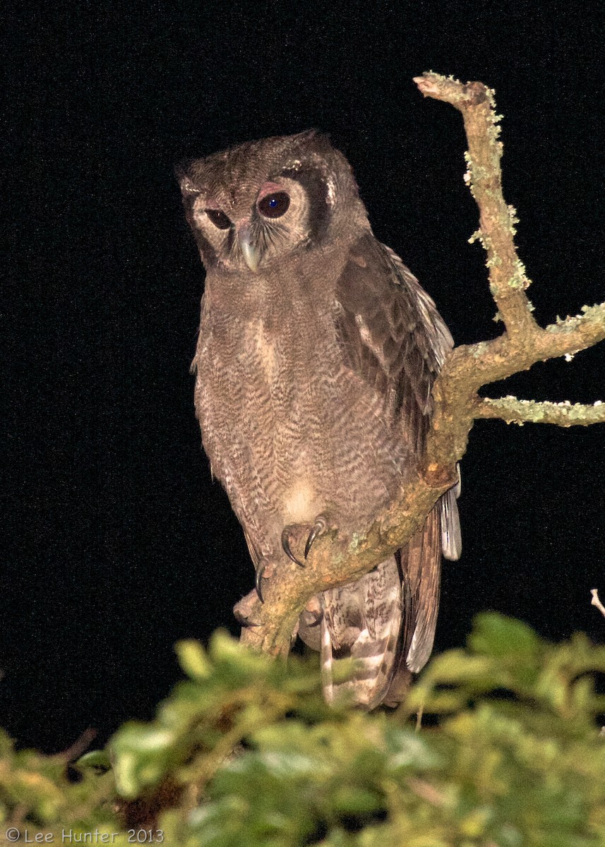 Verreaux's Eagle-Owl - Lee Hunter