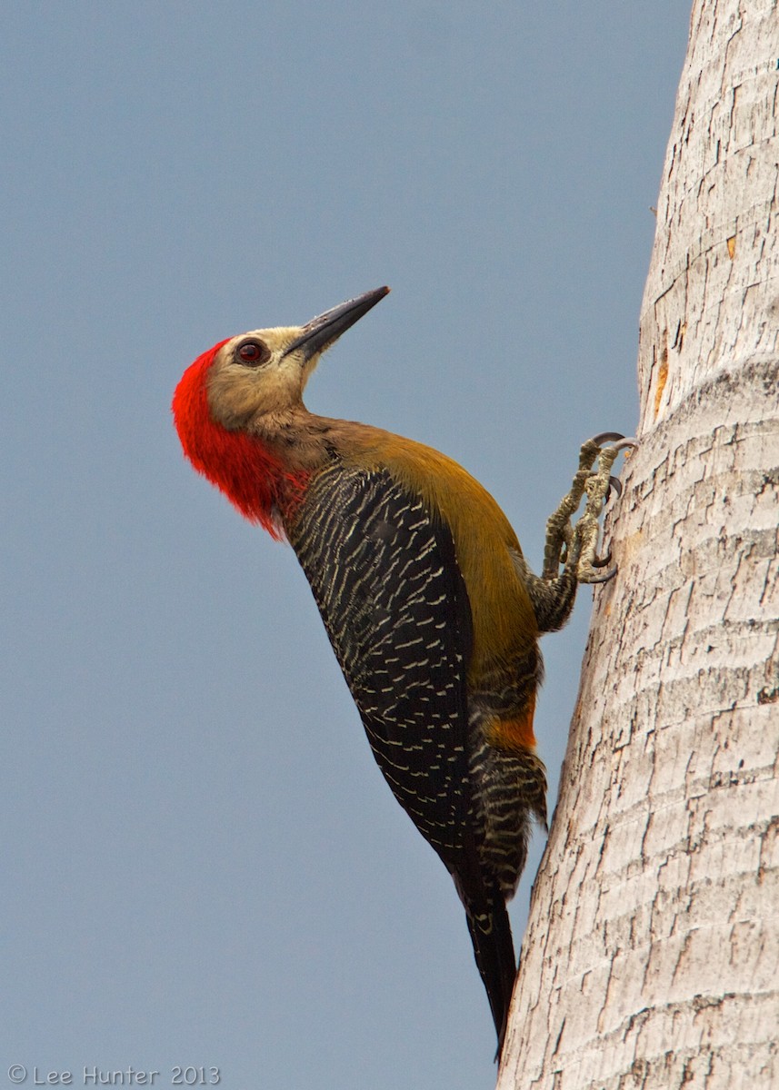 Jamaican Woodpecker - ML204801261