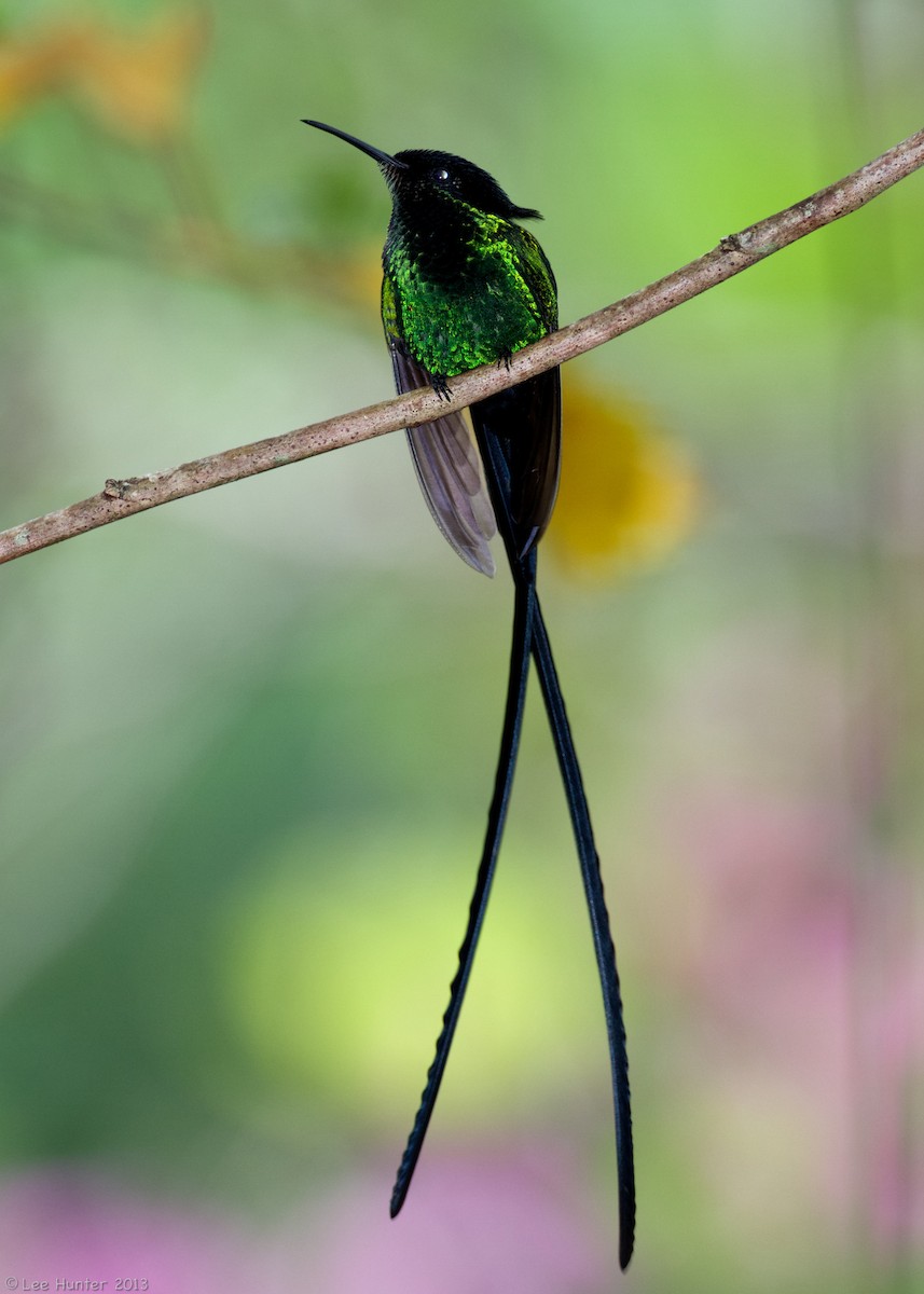 kolibřík černozobý - ML204801281