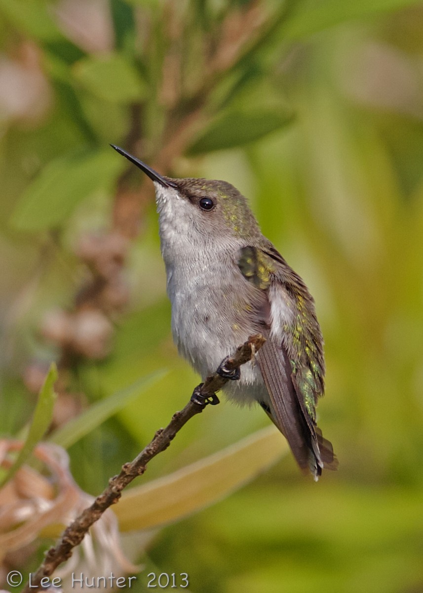 Vervain Hummingbird - Lee Hunter