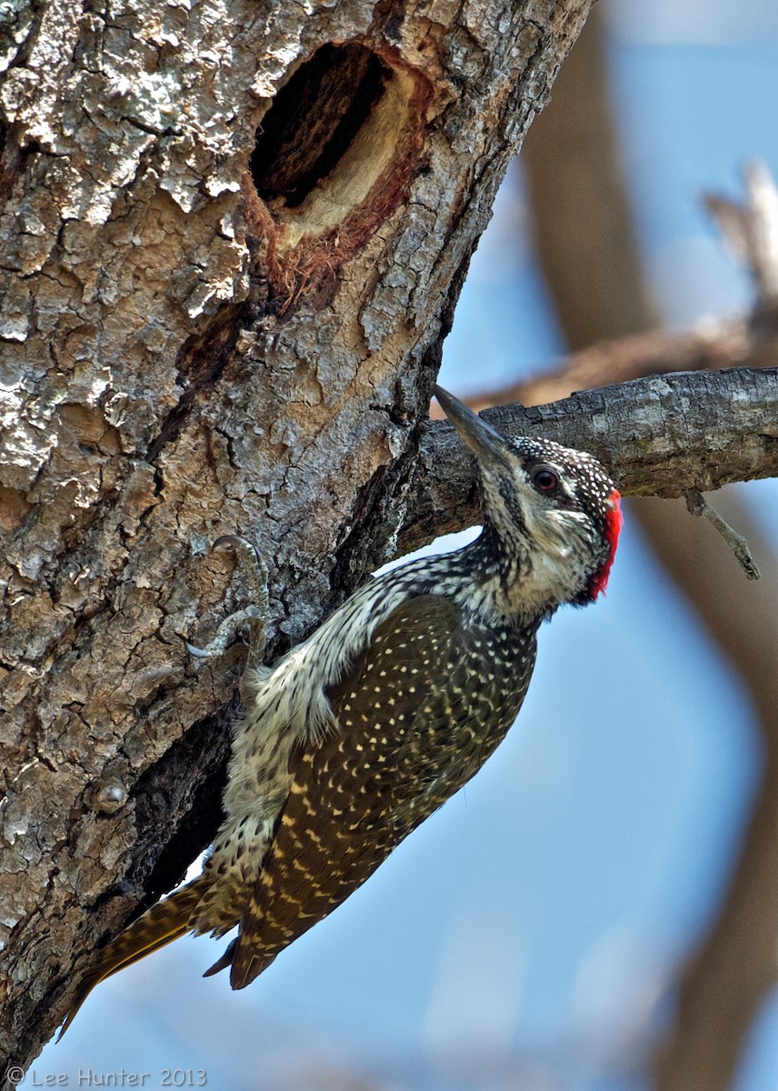 Golden-tailed Woodpecker - Lee Hunter