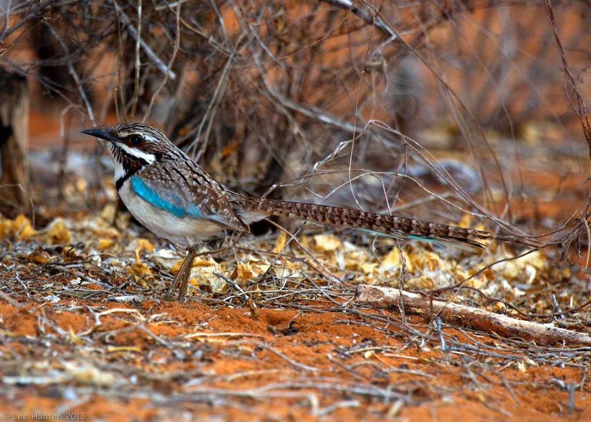 Long-tailed Ground-Roller - Lee Hunter