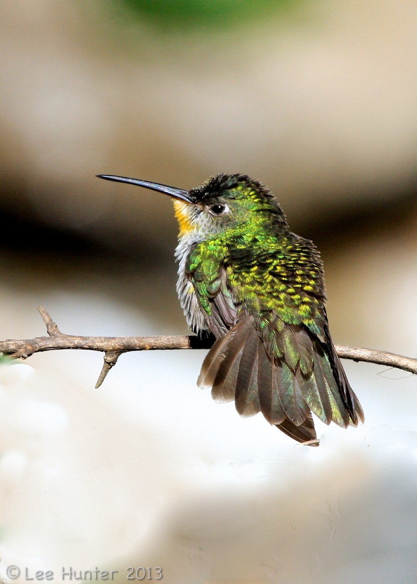 kolibřík zelenobílý - ML204801501