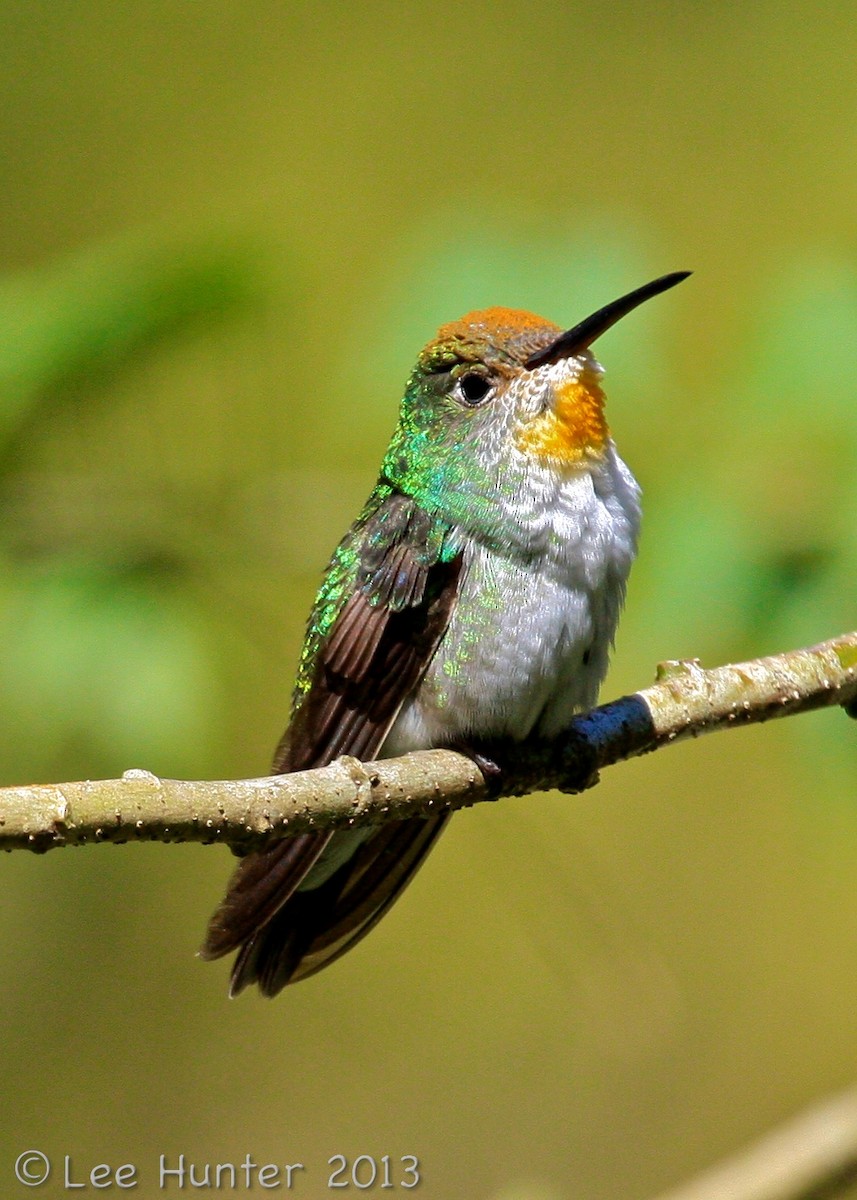 Green-and-white Hummingbird - Lee Hunter
