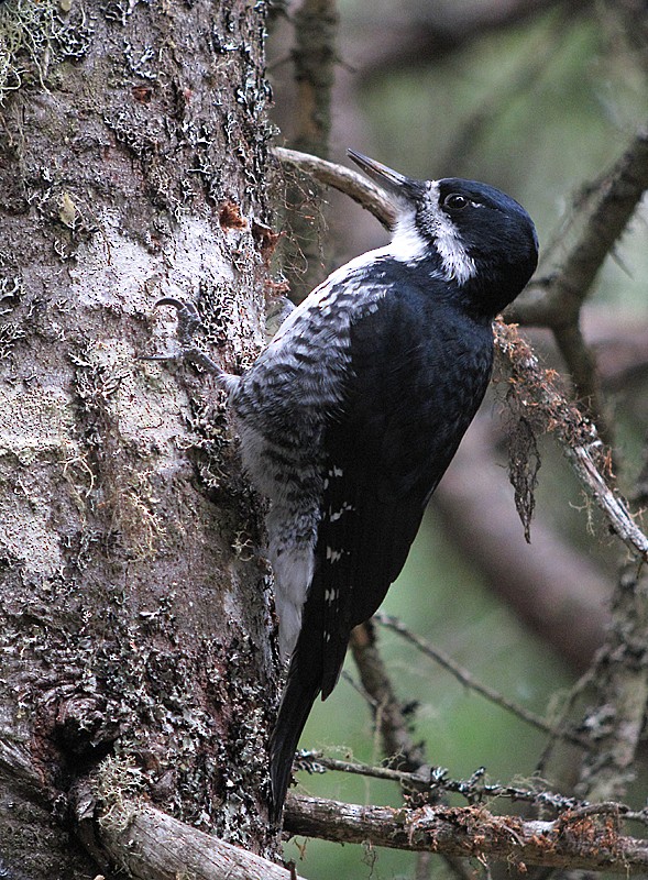Black-backed Woodpecker - Martin  Flack