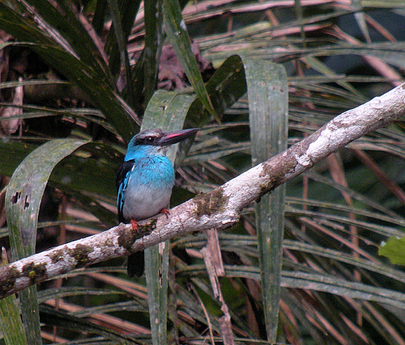 Blue-breasted Kingfisher - ML204801771