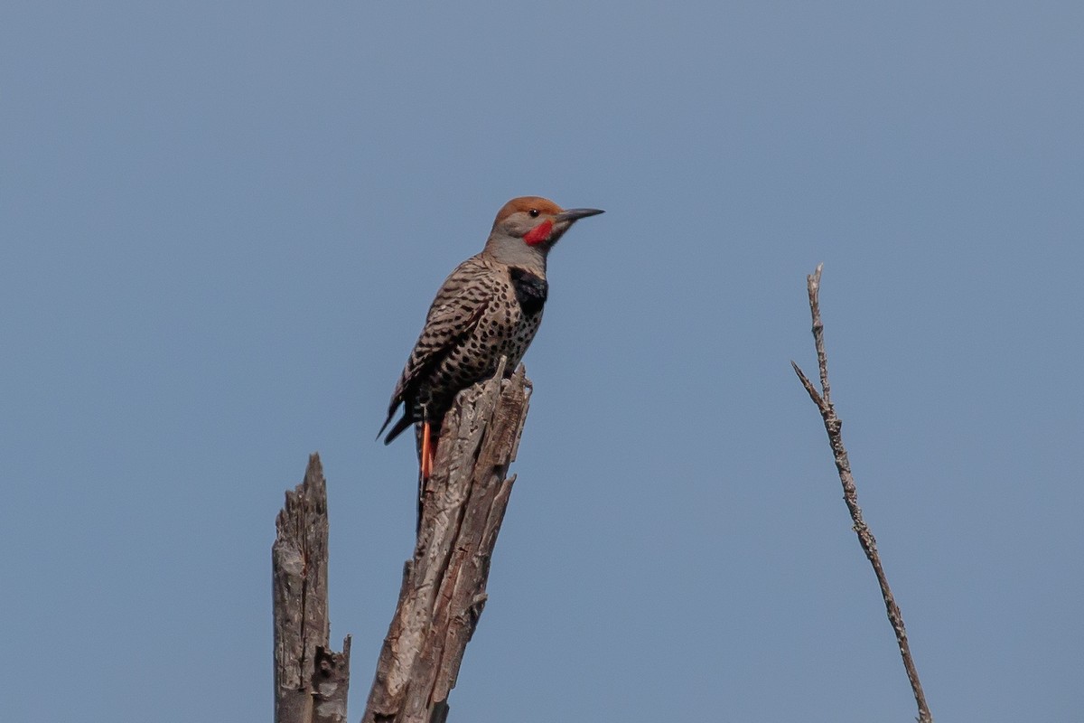 Northern Flicker (Red-shafted) - Martin  Flack