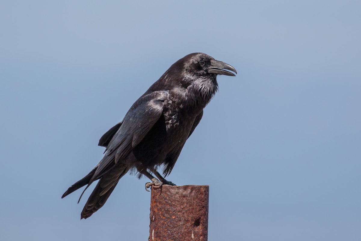 Common Raven - Martin  Flack