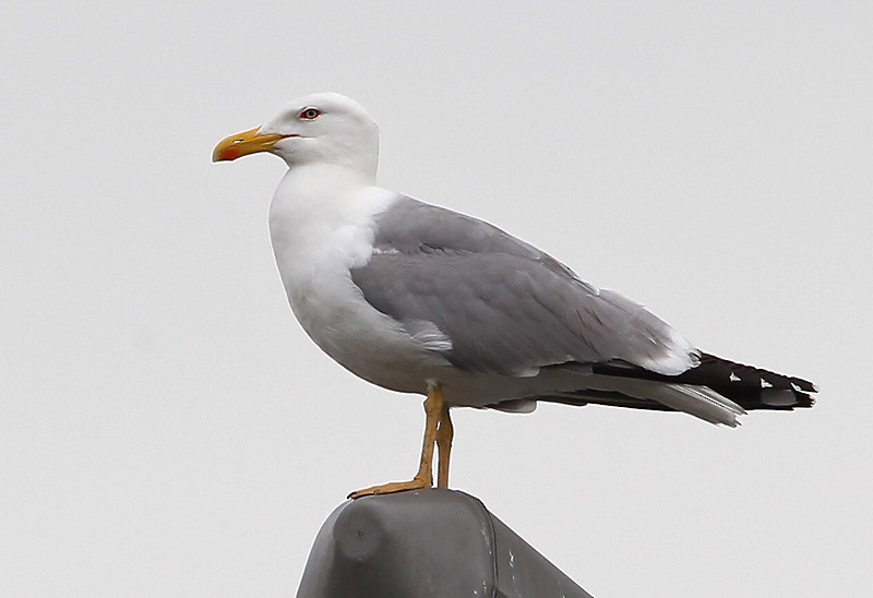 Yellow-legged Gull (michahellis) - Peter Vercruijsse