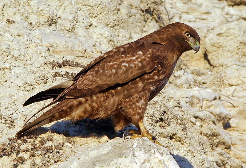 Red-tailed Hawk (calurus/alascensis) - Peter Vercruijsse