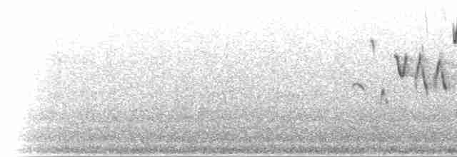 Pacific Wren (pacificus Group) - ML204803