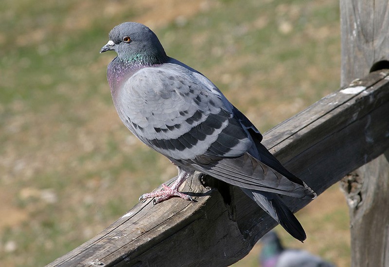 Rock Pigeon (Feral Pigeon) - Peter Vercruijsse