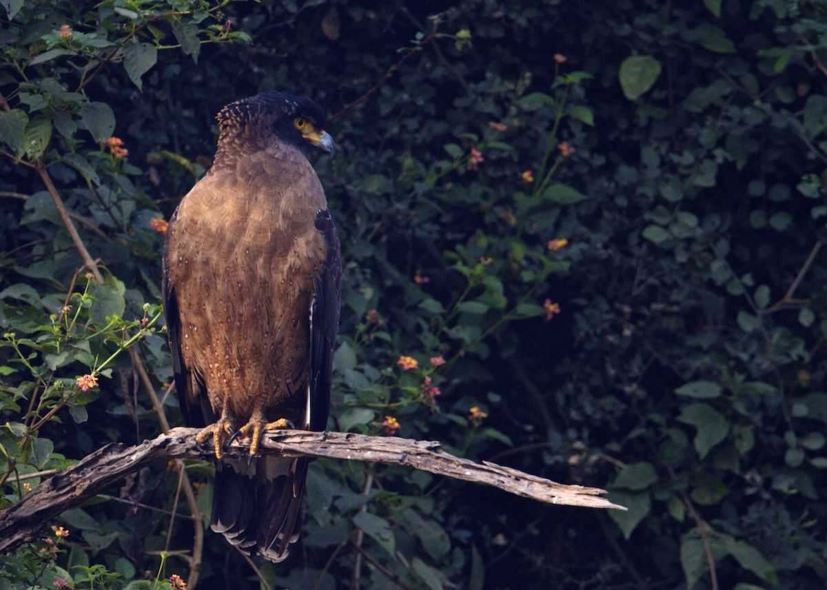 Crested Serpent-Eagle - ML204803411