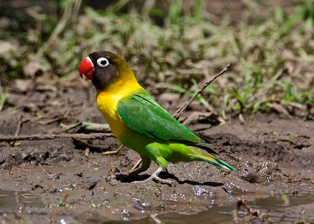Yellow-collared Lovebird - Lee Hunter