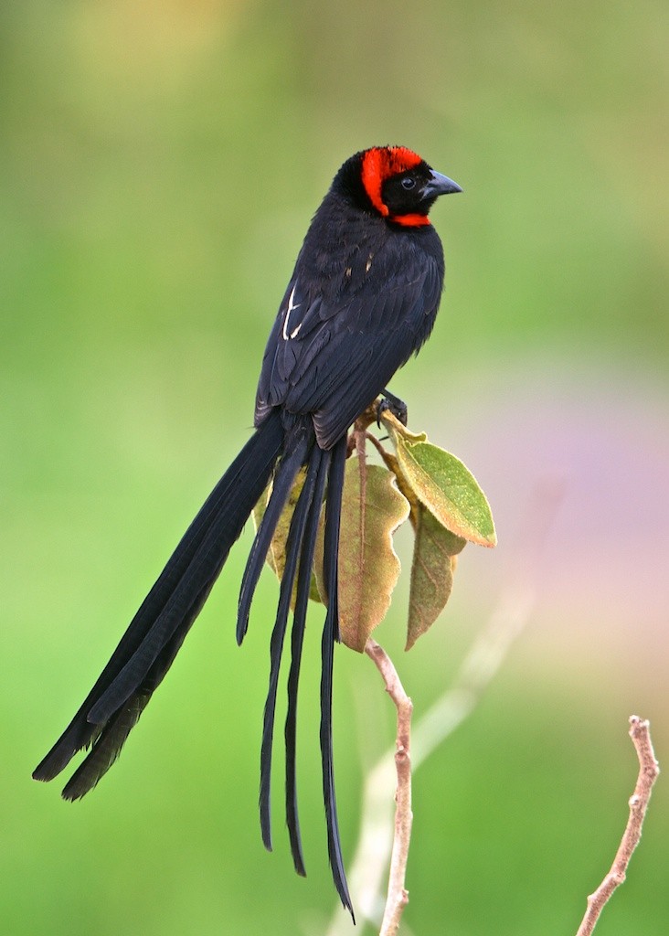 Red-cowled Widowbird - Lee Hunter