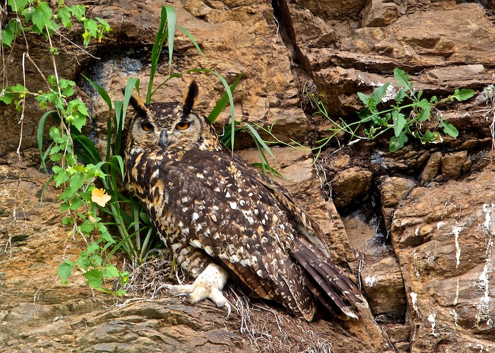 Cape Eagle-Owl - ML204803651