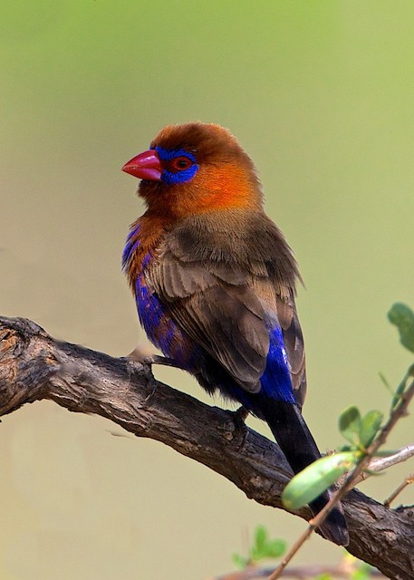 Photos - Purple Grenadier - Granatina ianthinogaster - Birds of the World