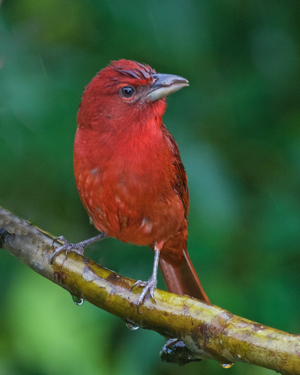 Hepatic Tanager (Lowland) - Lee Hunter