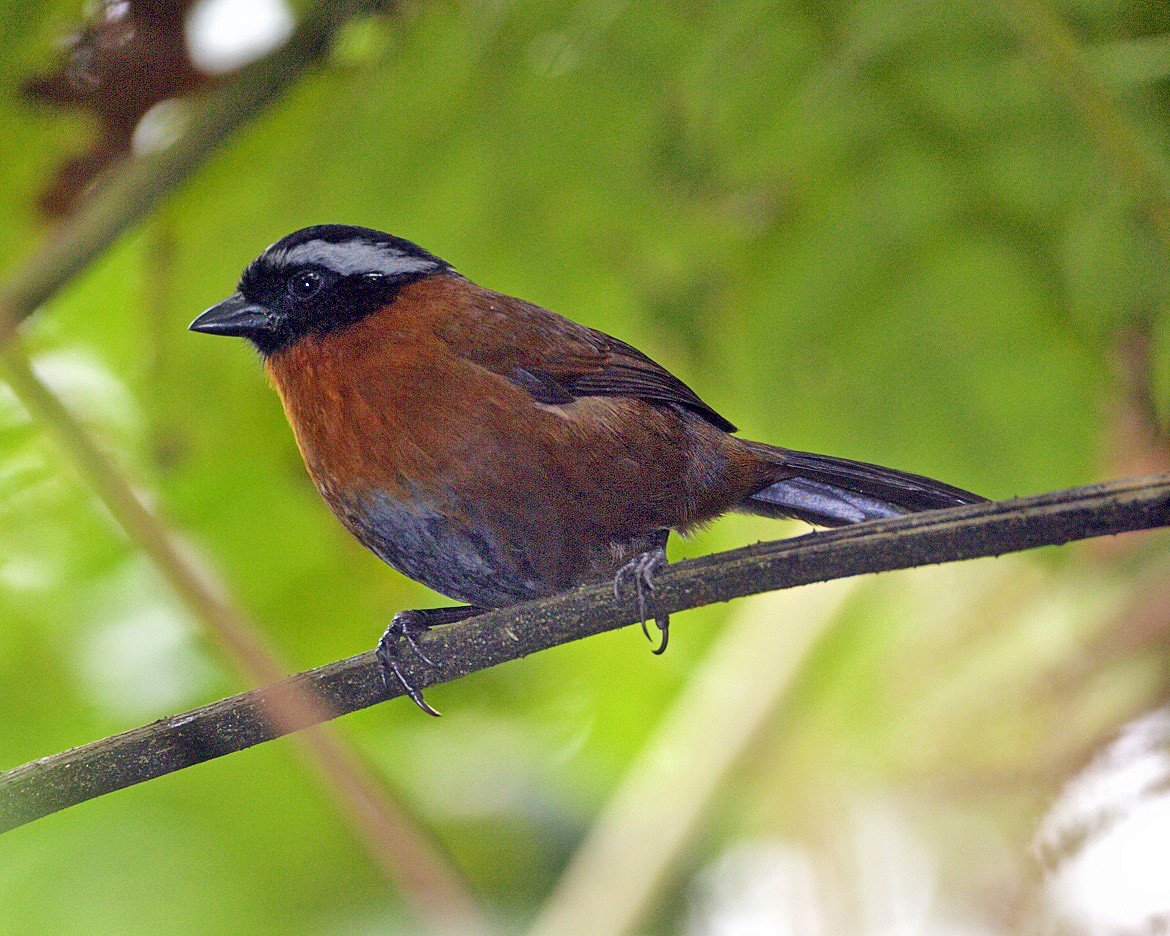 Tanager Finch - ML204803791