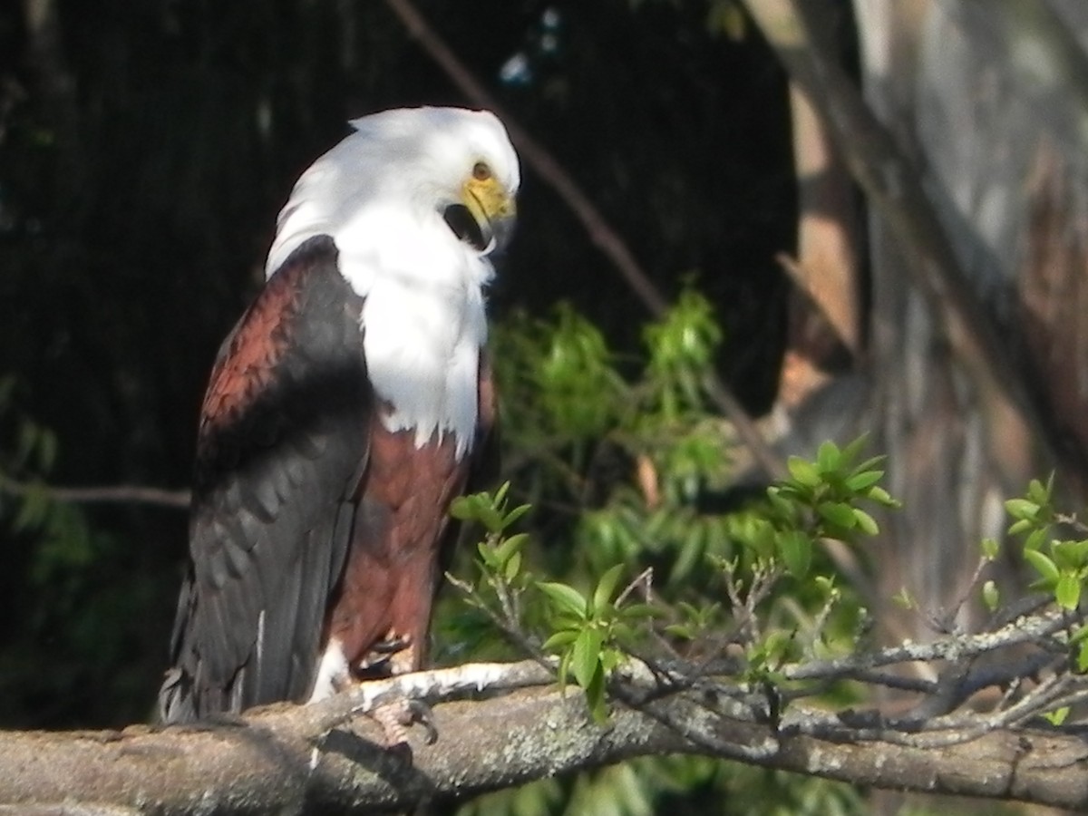 African Fish-Eagle - ML204803821