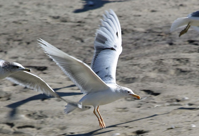 California Gull - Peter Vercruijsse