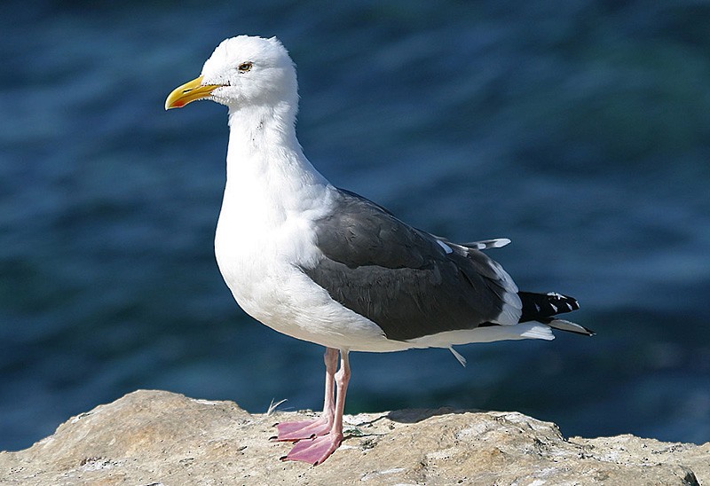 Western Gull - Peter Vercruijsse