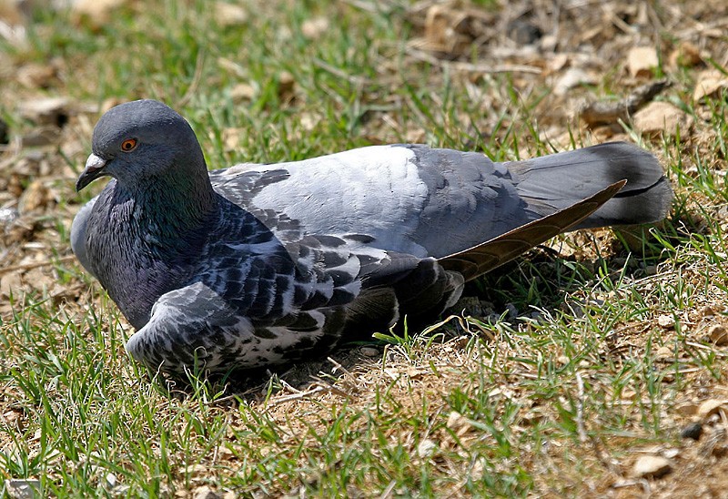 Rock Pigeon (Feral Pigeon) - ML204805161