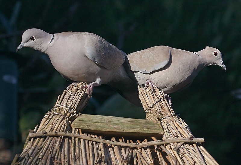Eurasian Collared-Dove - Peter Vercruijsse