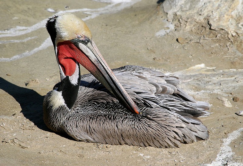 Brown Pelican (California) - Peter Vercruijsse