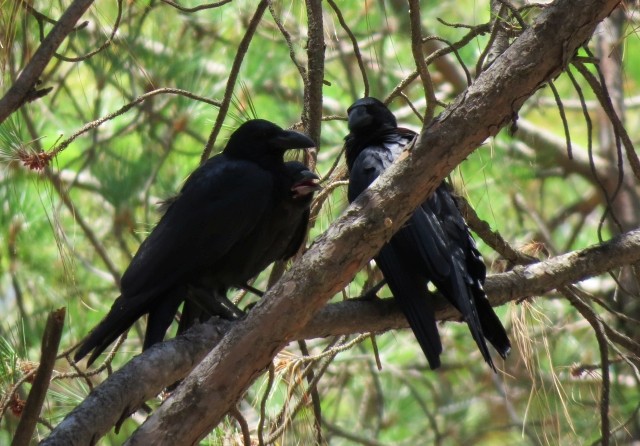 Large-billed Crow - Shivam Tiwari