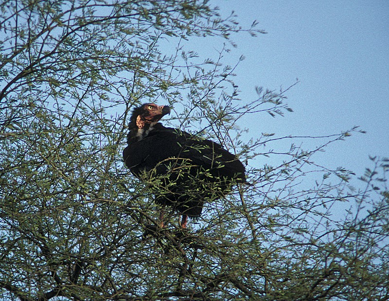 Red-headed Vulture - ML204806321