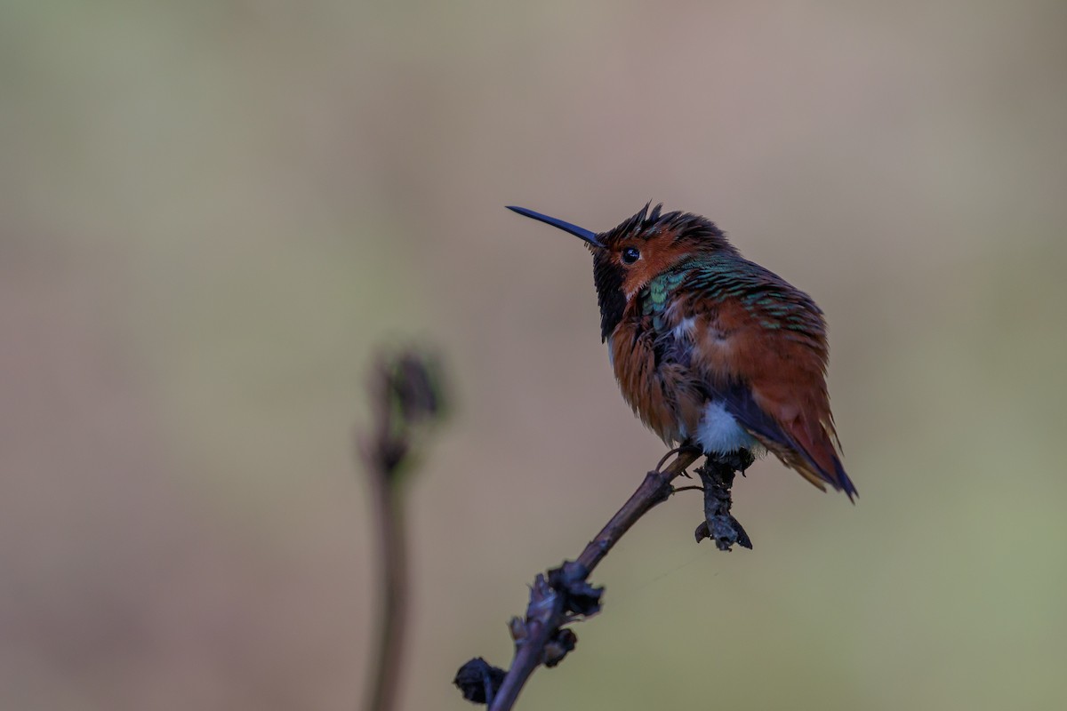 Allen's Hummingbird - Martin  Flack