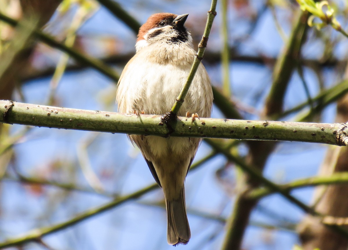 Eurasian Tree Sparrow - martin achtman