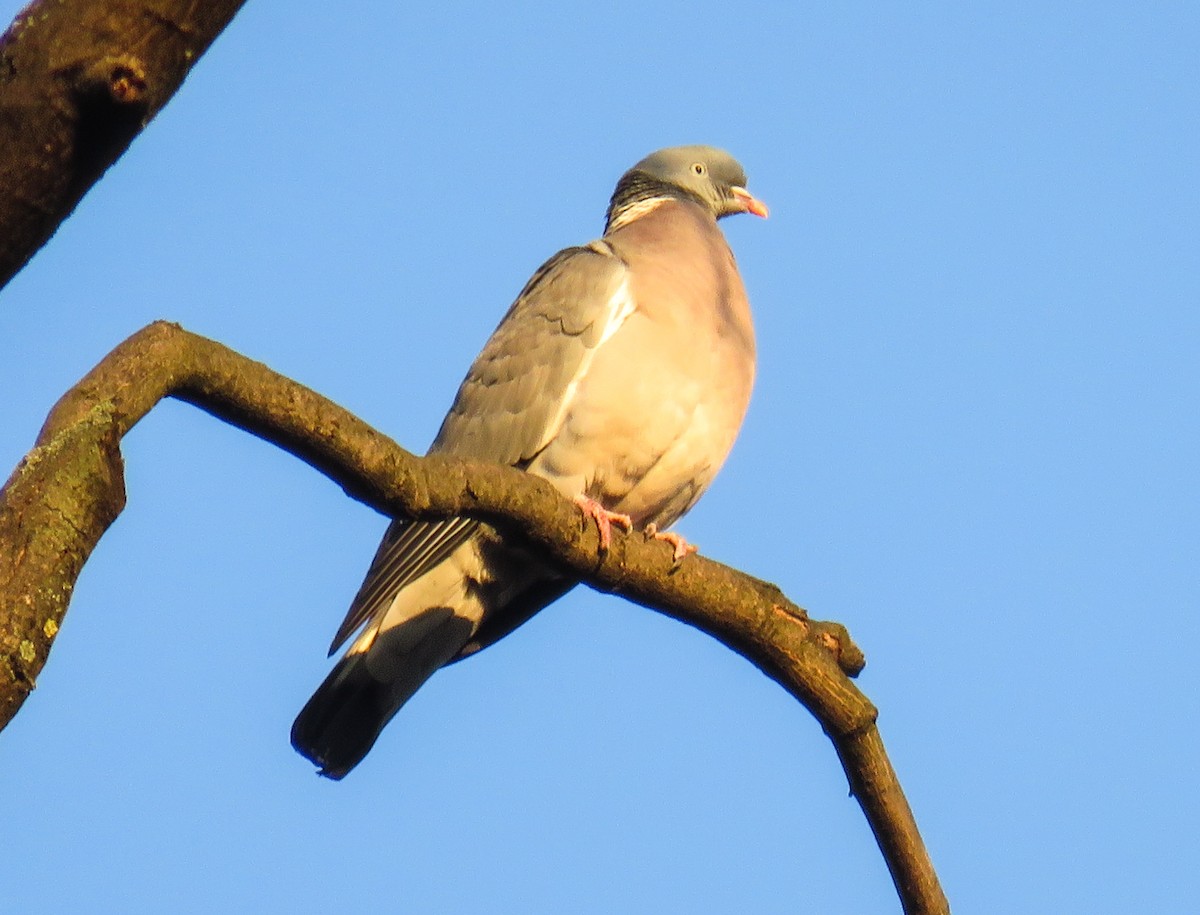 Common Wood-Pigeon (White-necked) - ML204807791