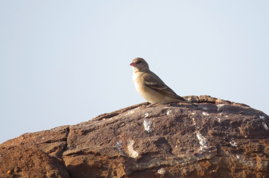 Yellow-throated Sparrow - Shivam Tiwari